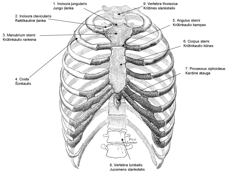 lasta2.png - Wikimedia