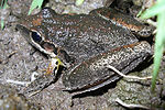 Miniatura para Litoria latopalmata