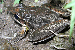 <span class="mw-page-title-main">Broad-palmed frog</span> Species of amphibian