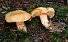 Lachs-Reizker Lactarius salmonicolor.jpg