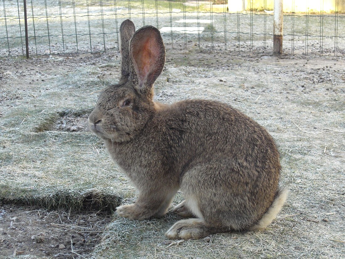 Riesenkaninchen