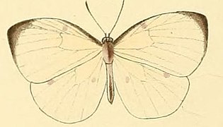 腊灰蝶 L. lircaea