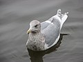 Thumbnail for File:Larus glaucescens ad-w.jpg