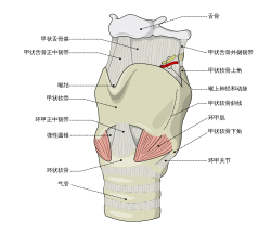 Larynx external zh.svg