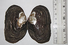 shell of Lasmigona decorata Lasmigona decorata shell.jpg