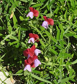 Lathyrus clymenum