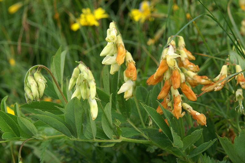 File:Lathyrus laevigatus PID1705-1.jpg