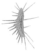 Illustration of a fossil of the Carboniferous centipede Latzelia Latzelia.jpg