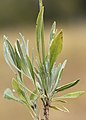 Lavandula latifolia leaf (02).jpg