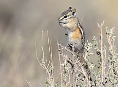 Kleines Streifenhörnchen (Tamias minimus)