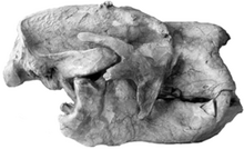 Skull in side-on view Lestodon skull.png