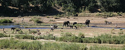 Letaba River httpsuploadwikimediaorgwikipediacommonsthu