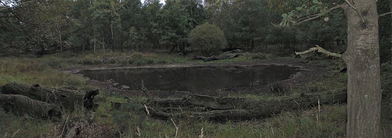 File:Letzlinger Heide - Tümpel - panoramio (1).jpg