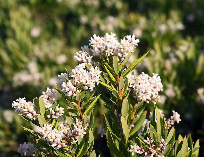 File:Leucopogon parviflorus 3.jpg