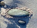 Các viên cát nhỏ không lý giải được có vẻ như đã được không khí thoát ra làm đọng lại quanh viên đá.