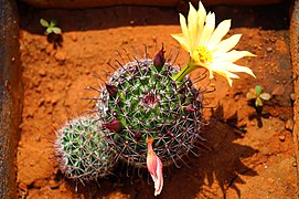 Flowering Fishhook Cactus by Craig K. Lorenz