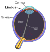 An anatomical diagram showing the limbus of the eye. Limbus.png