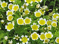 Limnanthes douglasii Limnantes Douglasa 2010-05-29 01.jpg