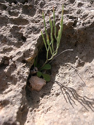 <i>Limonium melitense</i> Species of plant