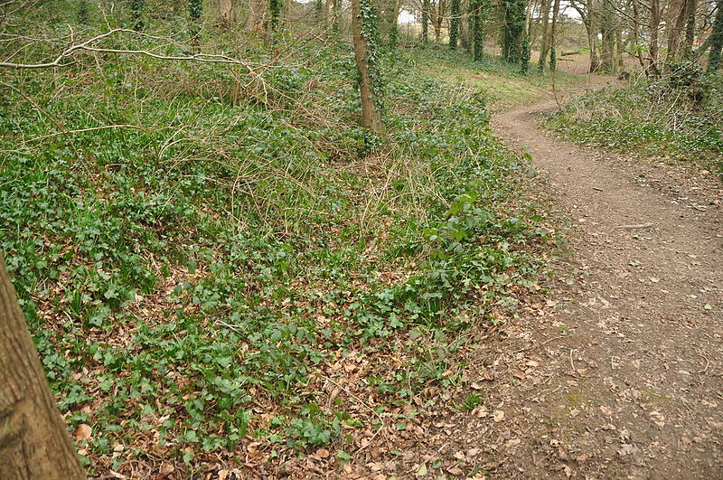 File:Line of Devonport Leat in Manadon Wood (0190).jpg