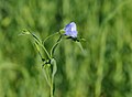 * Nomination Flax. --Quartl 18:48, 18 October 2011 (UTC) * Promotion More than 9000 pixels saturated in the blue channel, but bracts, buds and petals nearest the camera are well-exposed and resolved. --Wsiegmund 16:14, 19 October 2011 (UTC) I eliminated the blown pixels, thanks for noticing. --Quartl 18:59, 19 October 2011 (UTC)