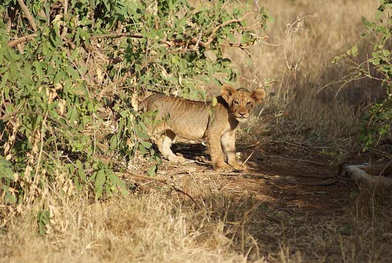 File:Lion cub at Samburu.jpg