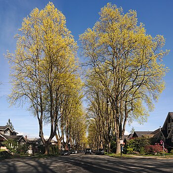 Tulip trees in Vancouver BC