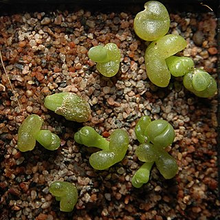 <i>Lithops optica</i> Species of succulent