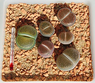 <i>Lithops aucampiae</i> Species of succulent flowering plant