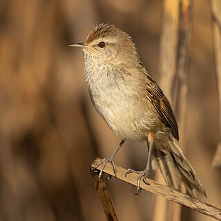 Little grassbird Species of bird