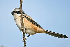 Long-tailed Shrike (erythronotus race) I2-Haryana IMG 8894.jpg