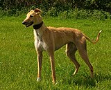 A Longdog: Greyhound & Deerhound