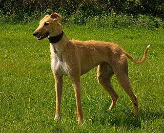 Longdog dog of sighthound type, usually cross-bred