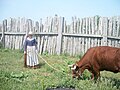 A goodwife with longhorn