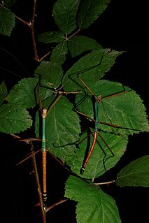 <i>Lopaphus</i> Genus of stick insects