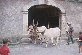 Attelage de vaches lourdaises dans la ferme En ço de Borie en 1965