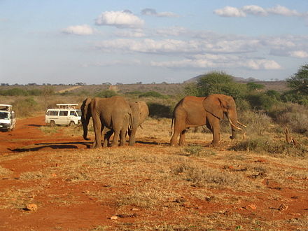 Elephants and safari vehicles in Tsavo East National Park