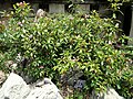 Luculia gratissima - Kunming Botanical Garden - DSC03028.JPG