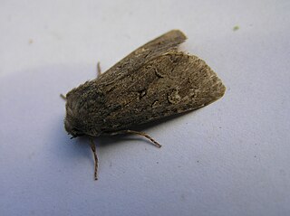 <i>Luperina testacea</i> Species of moth