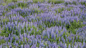 Łubin nootka Lupinus nootkatensis