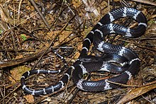 Lycodon septentrionalis, Beyaz şeritli kurt yılanı - Doi Phu Kha Ulusal Parkı (48610855057) .jpg