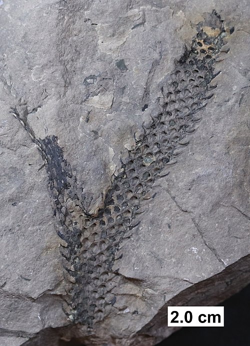 Lycopod axis (branch) from the Middle Devonian of Wisconsin.