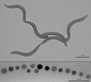 Magnetospirillum gryphiswaldense.  Elektronenmicroscoopbeeld van enkele cellen met intracellulaire ketens van magnetietkristallen.  Onder: Vergrote doorsnede van een kristallen ketting.