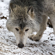 Un lobo olfateando su territorio.