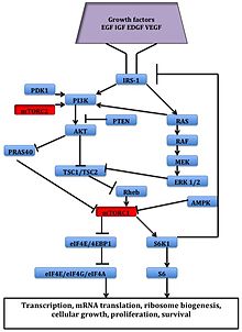 Signaling pathway of mTOR MTOR signal pathway.jpg