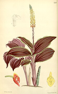 Malaxis discolor (as Microstylis discolor) - Curtis' 89 (Ser. 3 no. 19) pl. 5403 (1863).jpg