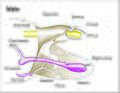 Image 21Male genitalia of Lepidoptera (from Insect reproductive system)