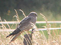 Montagu's harrier.