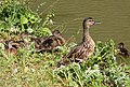 Mallard and ducklings on towpath of Oxford Canal near Clifton Road - geograph.org.uk - 1414867.jpg