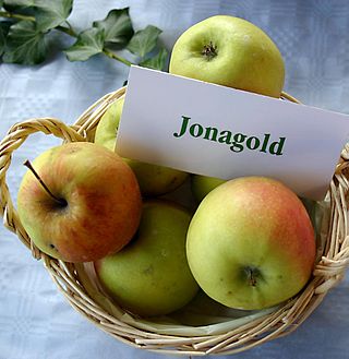 <span class="mw-page-title-main">Jonagold</span> Apple cultivar